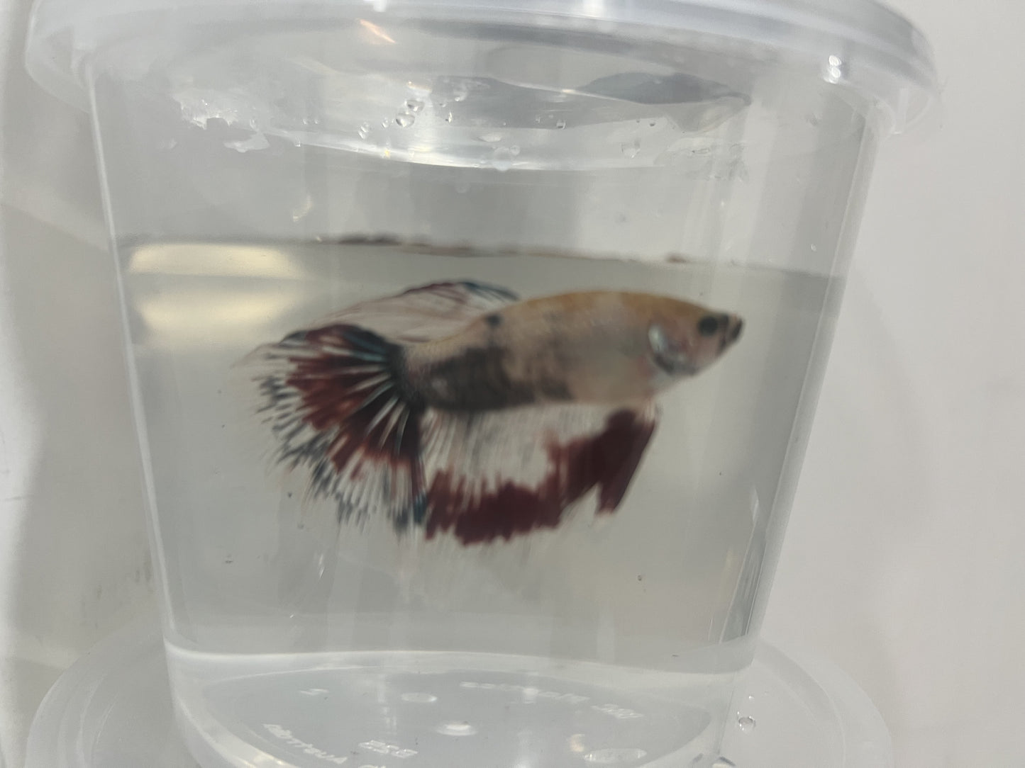 A1 - Assorted Male Bettas - (Market Pick up only)