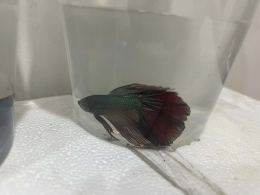 A23 - Assorted Male Bettas - (Market Pick up only)