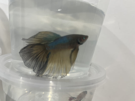 A2 - Assorted Male Bettas - (Market Pick up only)