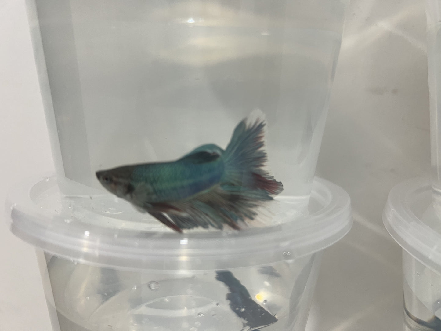 A3 - Assorted Male Bettas - (Market Pick up only)