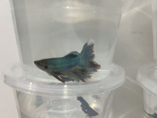 A3 - Assorted Male Bettas - (Market Pick up only)