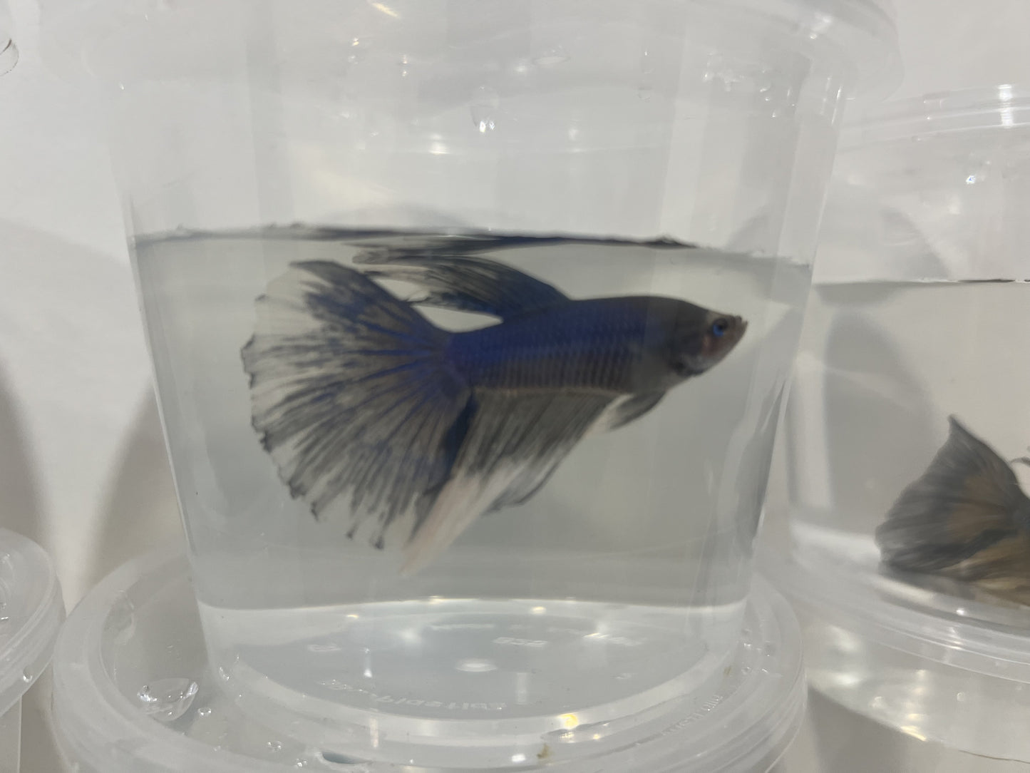 A4 - Assorted Male Bettas - (Market Pick up only)
