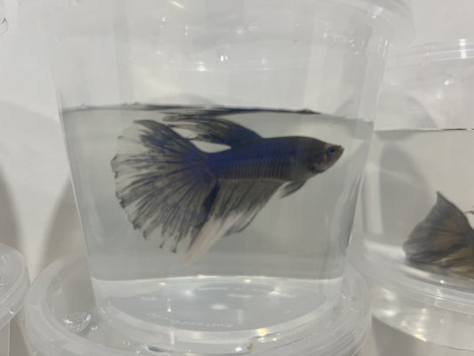 A4 - Assorted Male Bettas - (Market Pick up only)