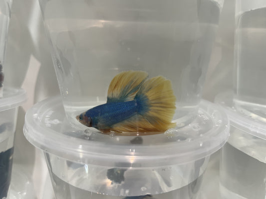 A5 - Assorted Male Bettas - (Market Pick up only)
