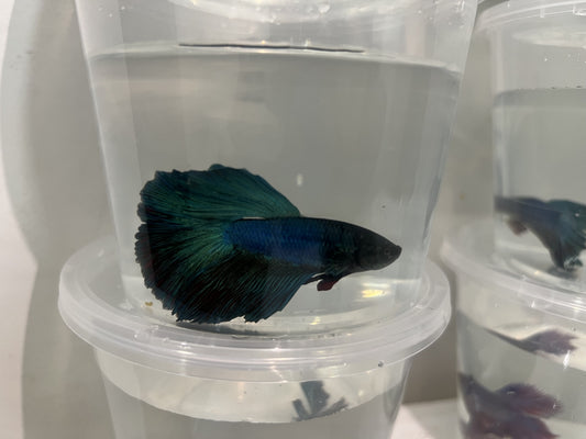 A6 - Assorted Male Bettas - (Market Pick up only)