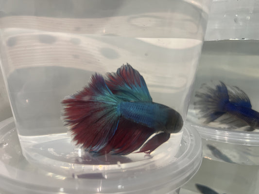A7 - Assorted Male Bettas - (Market Pick up only)