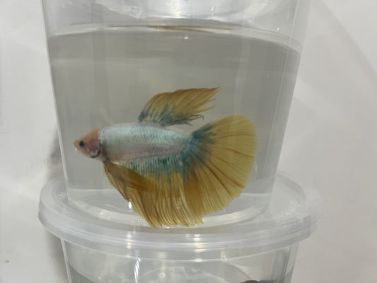 A8 - Assorted Male Bettas - (Market Pick up only)
