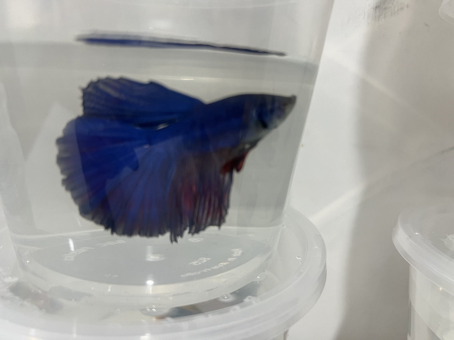 A9 - Assorted Male Bettas - (Market Pick up only)