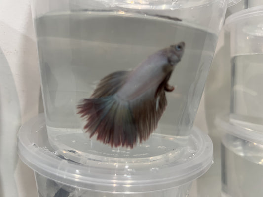A11 - Assorted Male Bettas - (Market Pick up only)