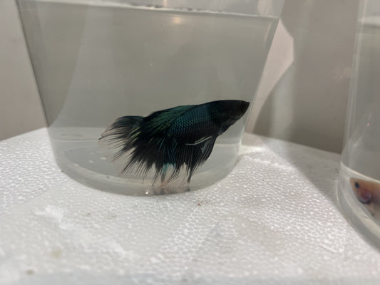 A12 - Assorted Male Bettas - (Market Pick up only)
