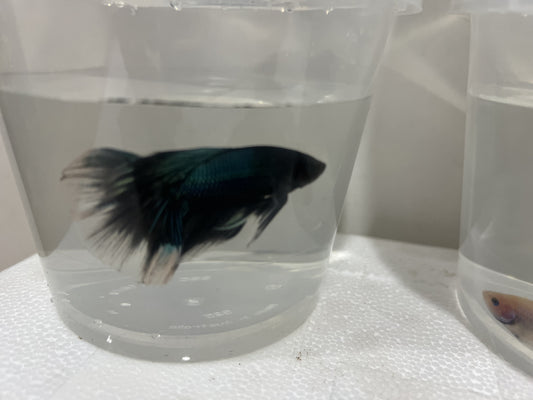 A13 - Assorted Male Bettas - (Market Pick up only)