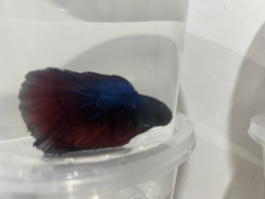 A14 - Assorted Male Bettas - (Market Pick up only)