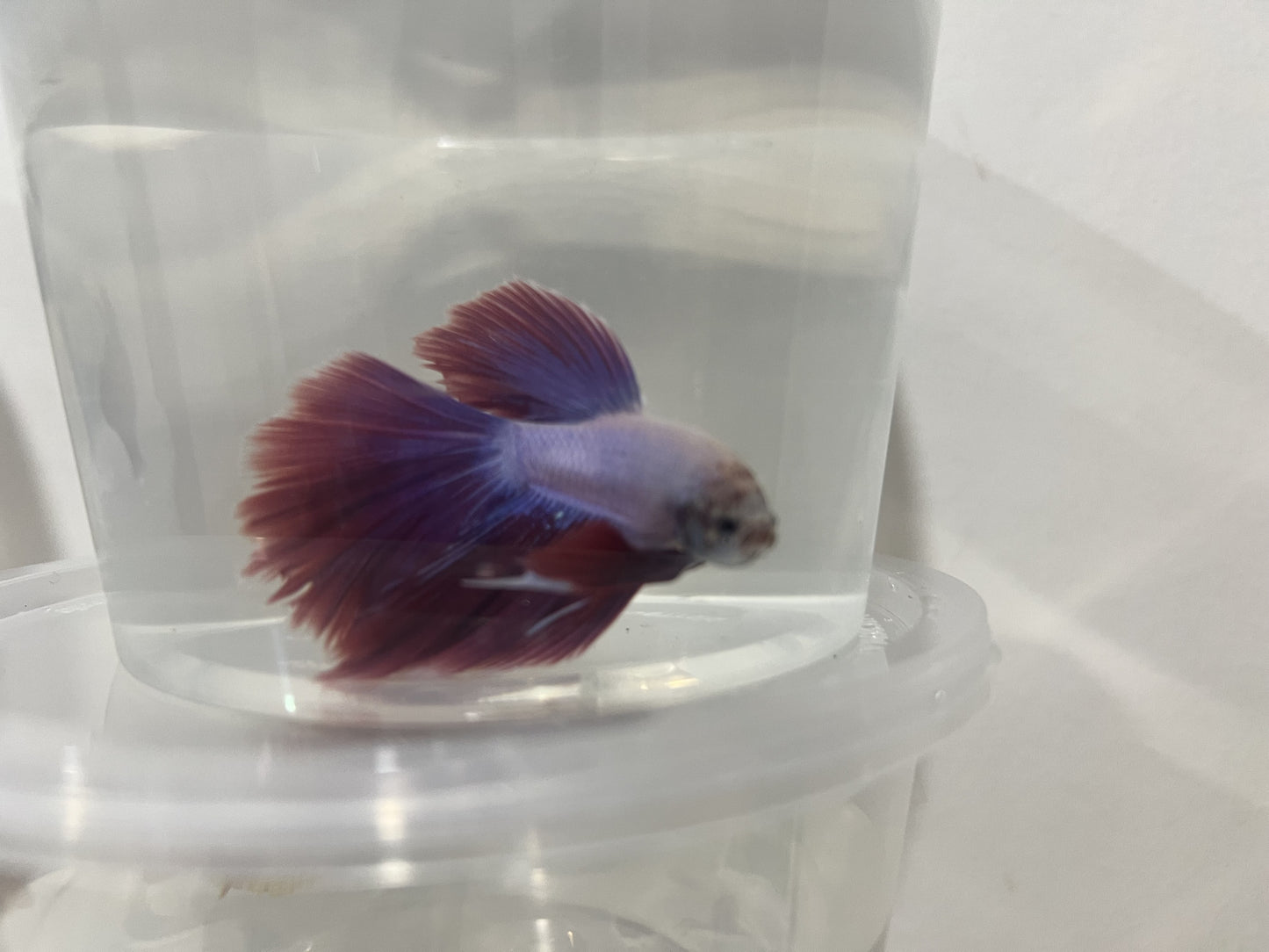 A15 - Assorted Male Bettas - (Market Pick up only)