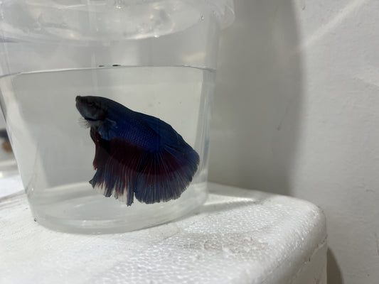 A16 - Assorted Male Bettas - (Market Pick up only)