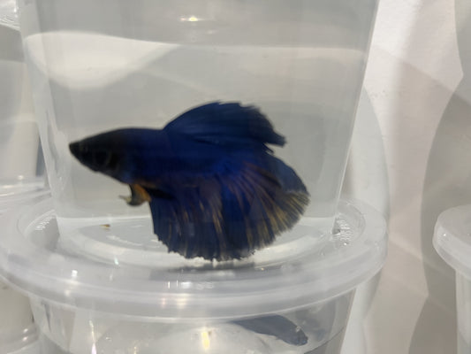 A18 - Assorted Male Bettas - (Market Pick up only)