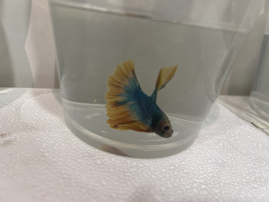 A19 - Assorted Male Bettas - (Market Pick up only)