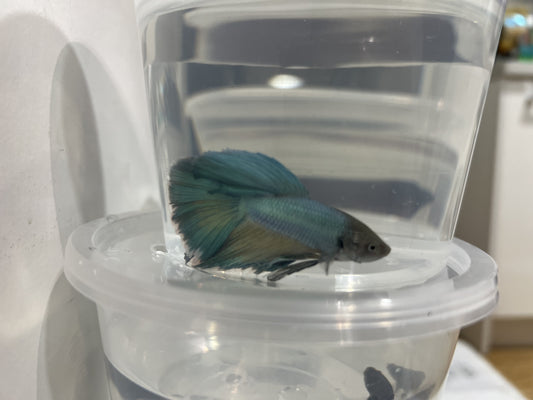 A20 - Assorted Male Bettas - (Market Pick up only)