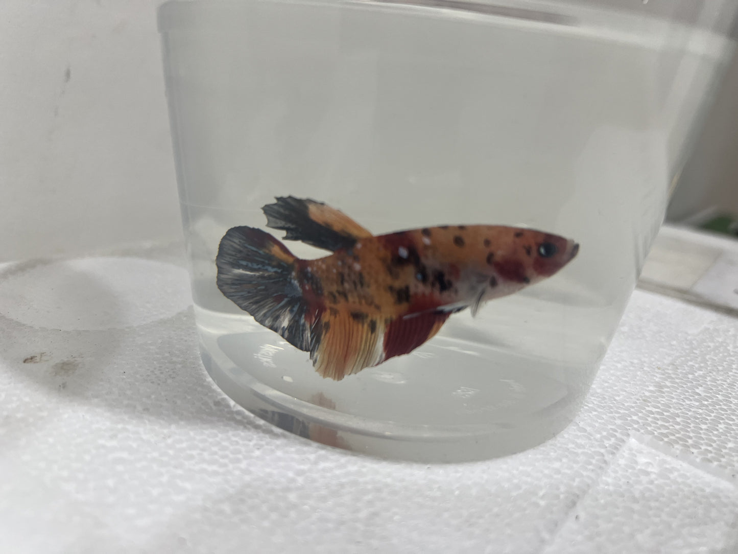 A21 - Assorted Male Bettas - (Market Pick up only)