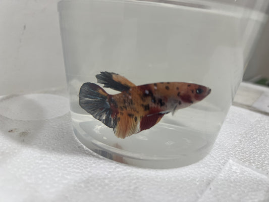 A21 - Assorted Male Bettas - (Market Pick up only)