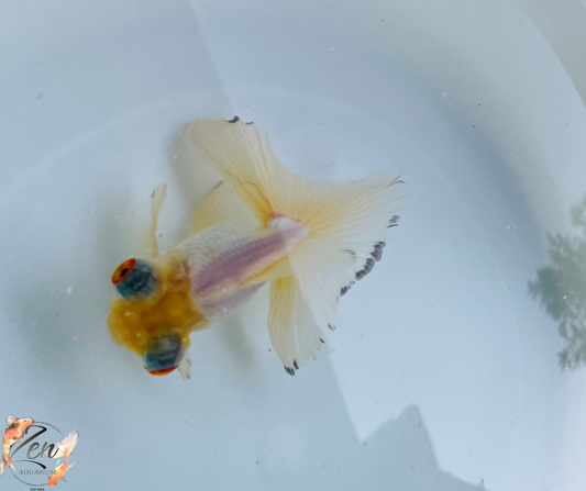 White Butterfly Tail Goldfish 10-11cm