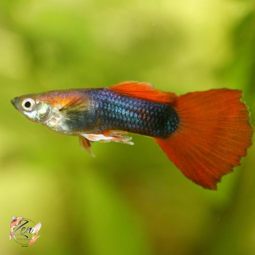 Platinum Red Tail Dumbo (Black Ears) Guppy