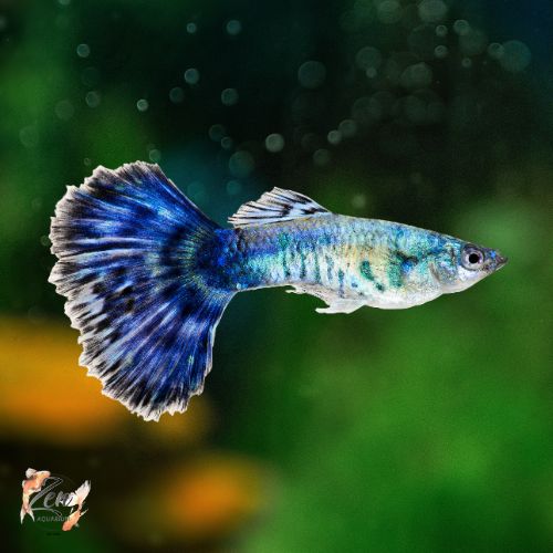 Blue Dragon Guppy
