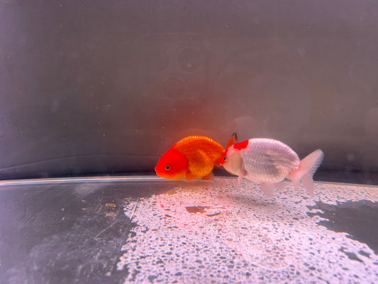 Ranchu Perfect pair 8-9cm