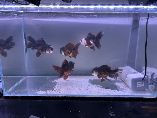 Black and White Oranda 11-12cm