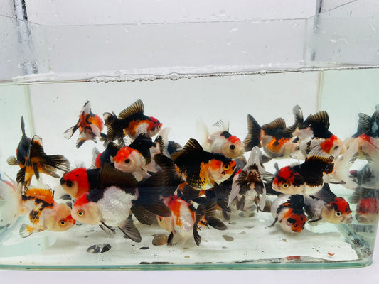 High-Grade Hand-Picked Tri-Colour Oranda Goldfish 7.5cm-9.5cm