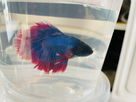 Premium XL Male Halfmoon Betta