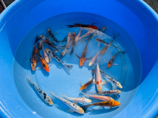 Butterfly Koi Fish 12-18 cm
