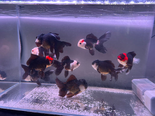 Tri and panda Oranda special 12-13cm