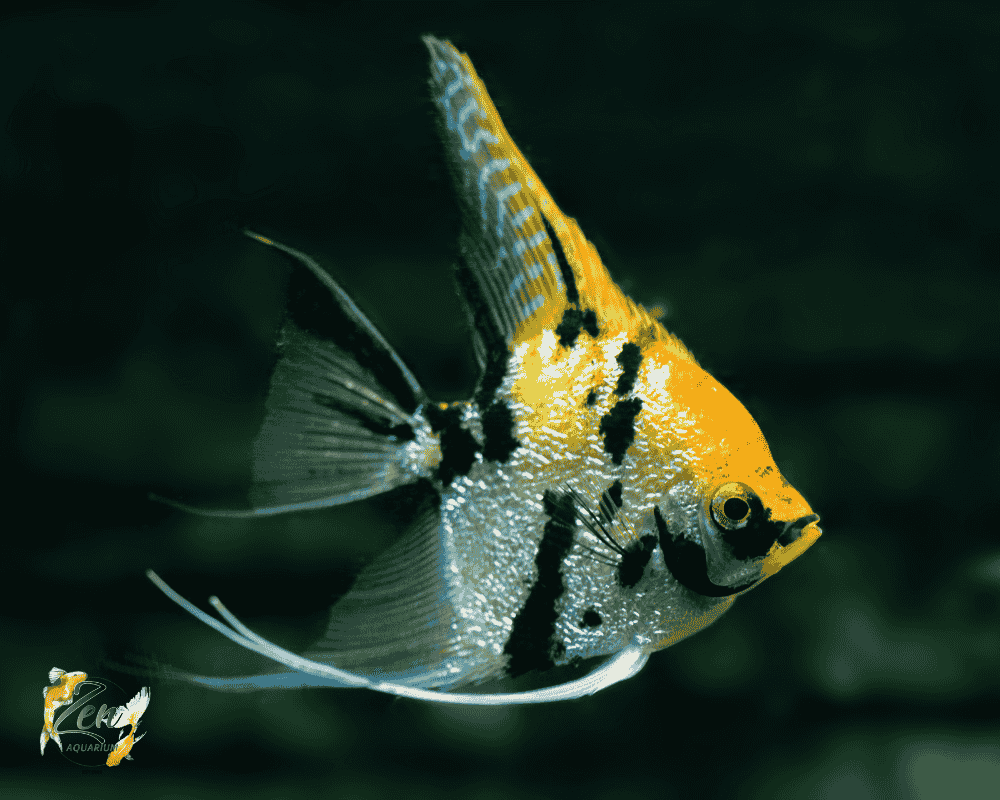 Koi Angel Fish XL 7cm