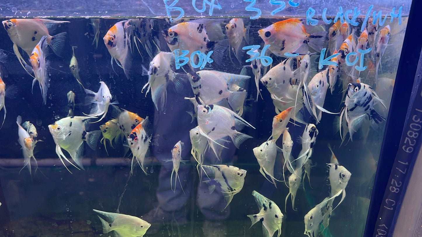 freshwater angelfish