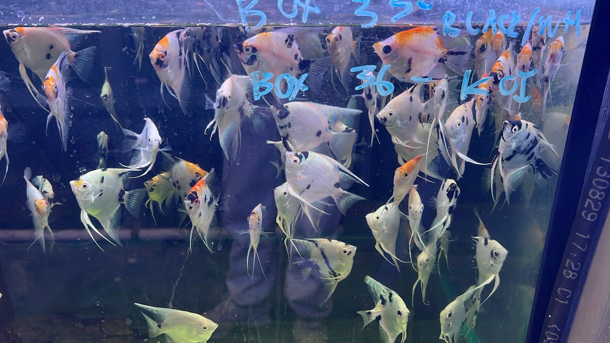 freshwater angelfish