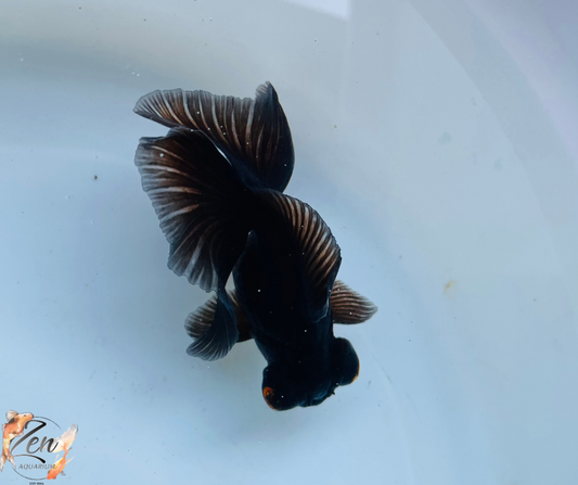 Black Butterfly Tail Goldfish 11cm