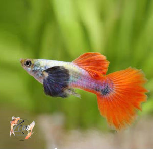 Platinum Red Tail Dumbo (Black Ears) Guppy - Zen Aquarium AU