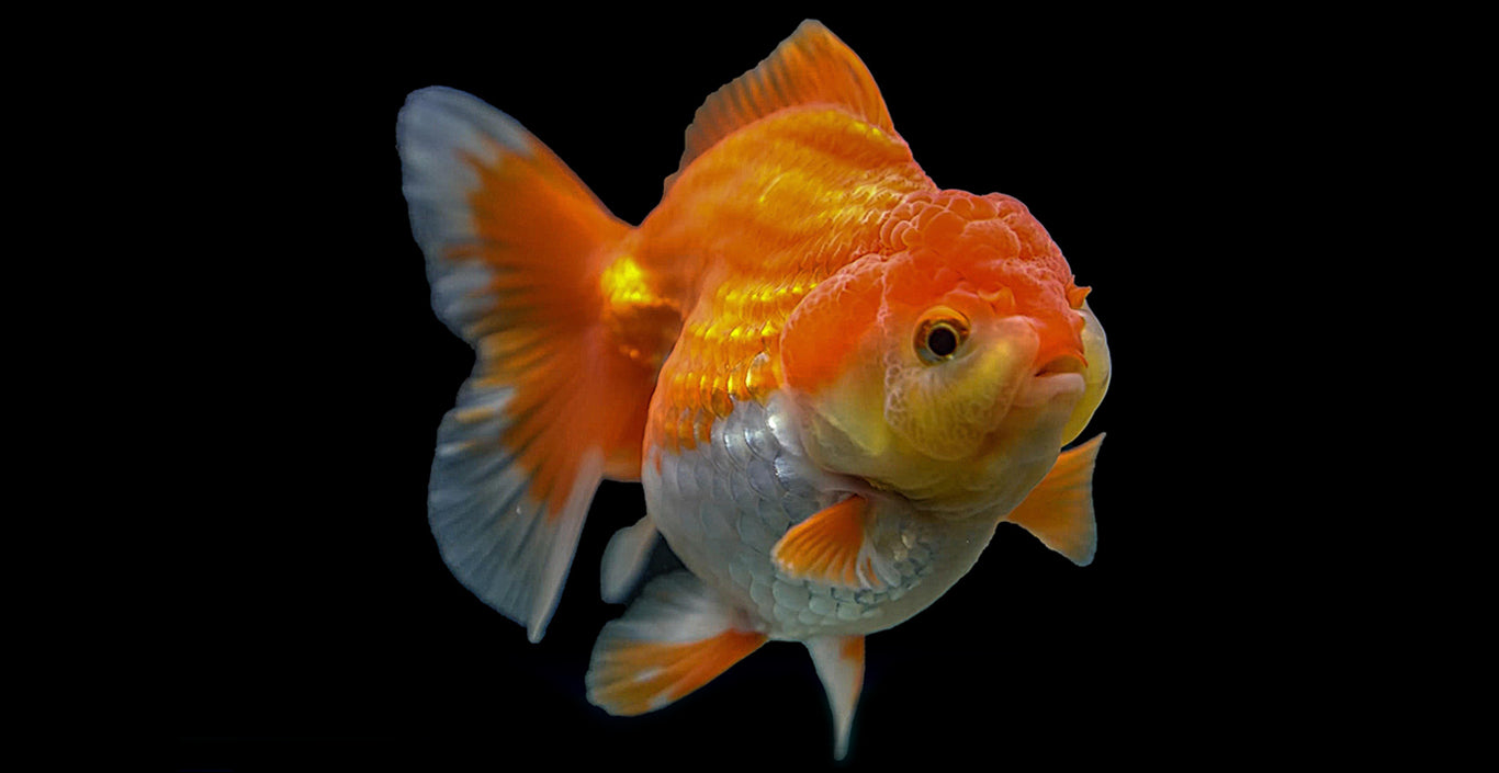 Australia's Online Live Fish, Plants & Aquariums at Best Price Zen