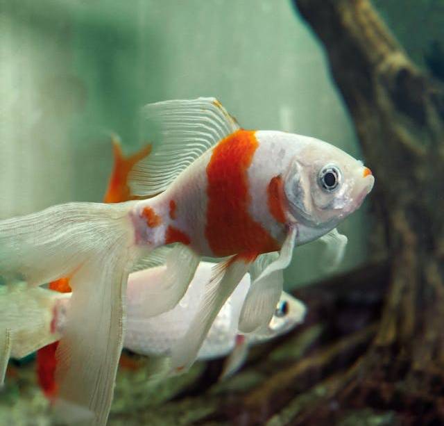 Serving Australia's Fishkeeping Community