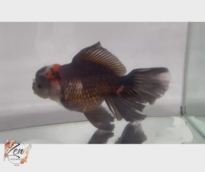 JUMBO Rosetail Oranda 16cm