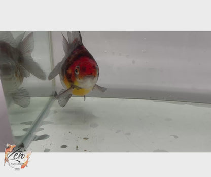 Short Tail High Back Ryukin Goldfish (XXXL Kirin 12-13 cm) Female