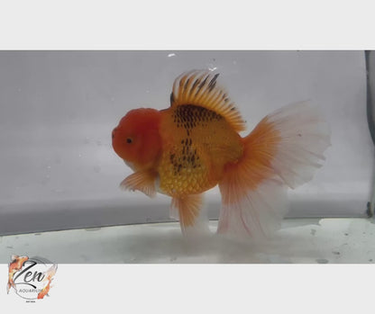 JUMBO Rosetail Oranda 16cm