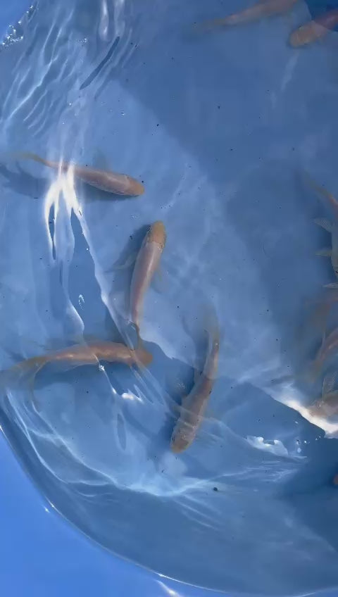 Snow White Winter premium white butterfly koi 12cm - 14cm