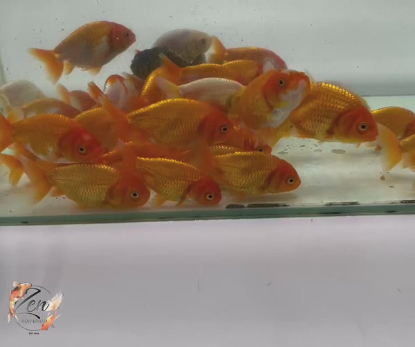 Assorted Ranchu Goldfish with rounded bodies