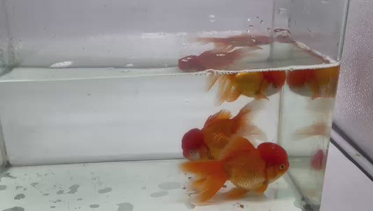 Jelly head Oranda 12cm - 13cm