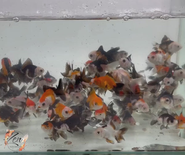 Two Oranda fish, Tri and Panda
