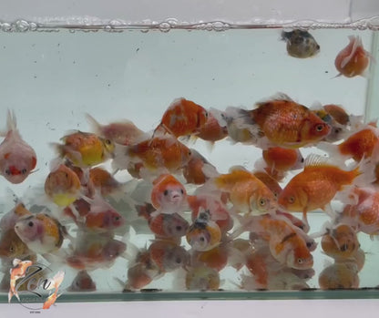 Pearlscale goldfish Calico/ Tri Ping Pong (6-7 cm)
