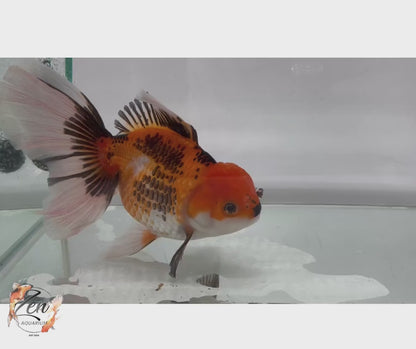 JUMBO Rosetail Oranda 16cm