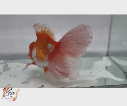 JUMBO Rosetail Oranda 16cm