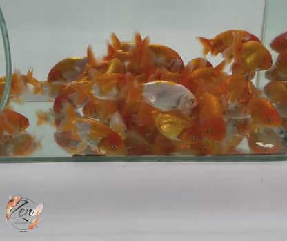 Assorted Ranchu Goldfish - (6-7 cm) | Zen Aquarium